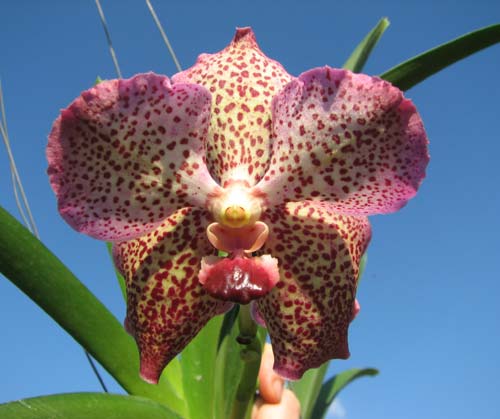 Ascocenda Lena Kamolphun x Ascocenda Kultana Gems