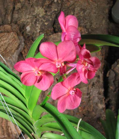Ascocenda Udomchai Beauty