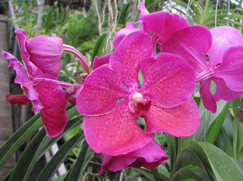 Ascocenda Varute Fushia x Vanda Srakaew