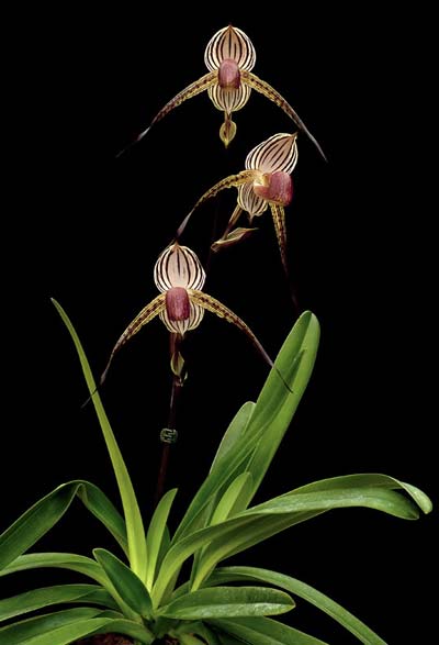 Paphiopedilum Lady Isabell (rothschildianum x stonei)