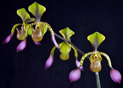Paphiopedilum lowii 'Daya' x sib '#2'