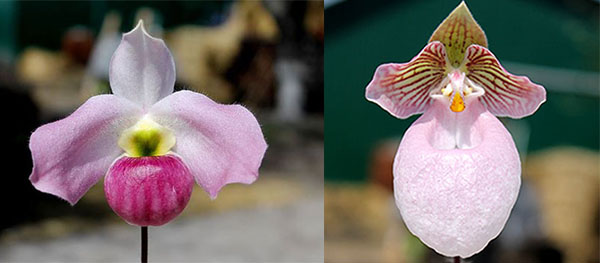 Paphiopedilum micranthum 'Choiced' x Paphiopedilum vietnamense 'from Chi Mei'