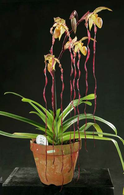 Paphiopedilum philippinense 'Daya Twisler' x sanderianum 'Dr Lee'