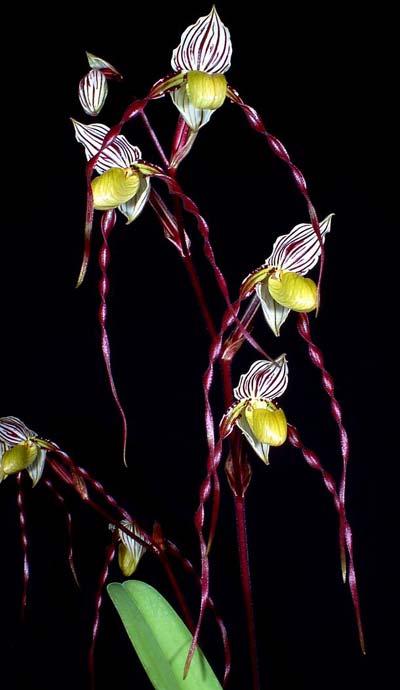 Paphiopedilum philippinense 'In-Charm' x sibling 'Ween Sin'