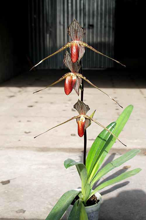 Paphiopedilum rothschildianum 'Da guan Yuan' x sibling 'Green Valley'