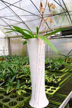 Paphiopedilum sanderianum 'Hsiao' x sibling 'Shin-Yi'