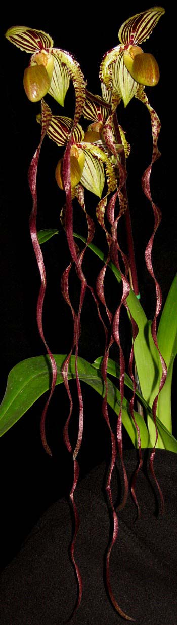 Paphiopedilum sanderianum 'Show Shan' x Paphiopedilum philippinense '9F'