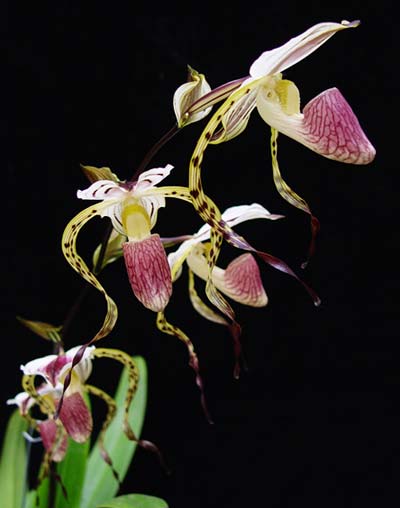 Paphiopedilum stonei 'In-Charm' x self