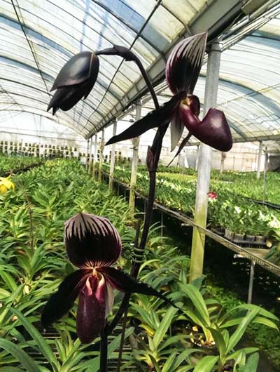 Paphiopedilum Susan Booth x Paphiopedilum Black Stallion
