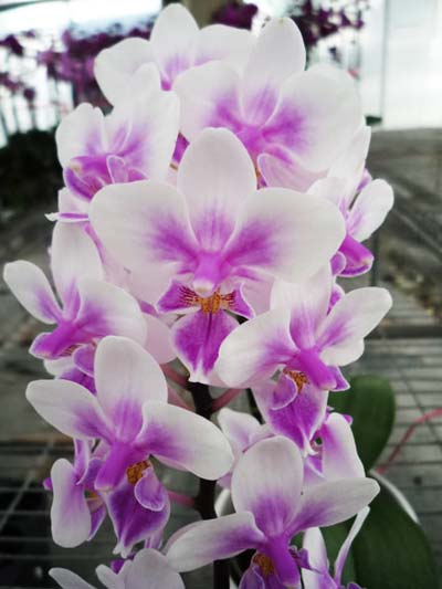 Phalaenopsis Brother Spring Dancer