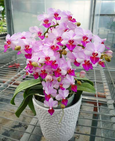 Phalaenopsis Liu's Berry 'Orch House'