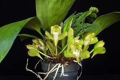 Bifrenaria fuerstenbergiana alba