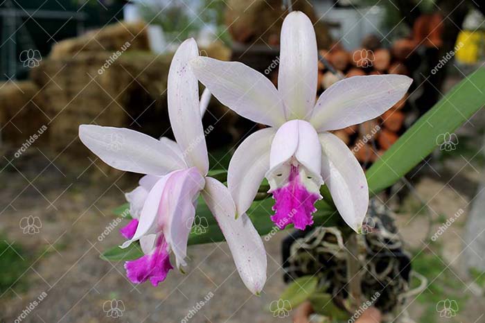 Cattleya intermedia