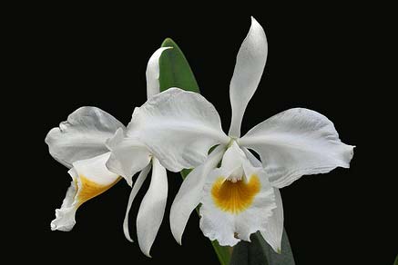 Cattleya eldorado alba 'Ouro Branco' x self