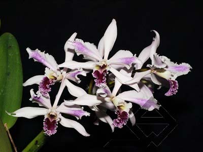 Laelia crispa flamea 'Baronesa' x self