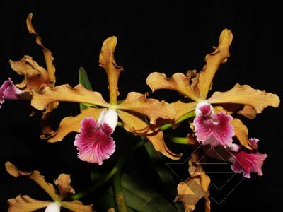 Laelia grandis aurea 'Monte Pascoal' x self