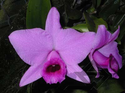 Laelia praestans tipo 'Boa Vista' x Laelia praestans tipo 'A melhor'