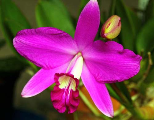 Laelia sincorana rubra
