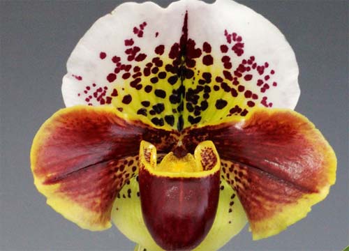 Paphiopedilum Bajazzo x Junior World x Acapulco