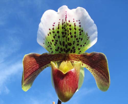 Paphiopedilum Morgana Spots x Mingo