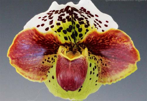 Paphiopedilum Shining World x Memory Heinrich Duerbusch