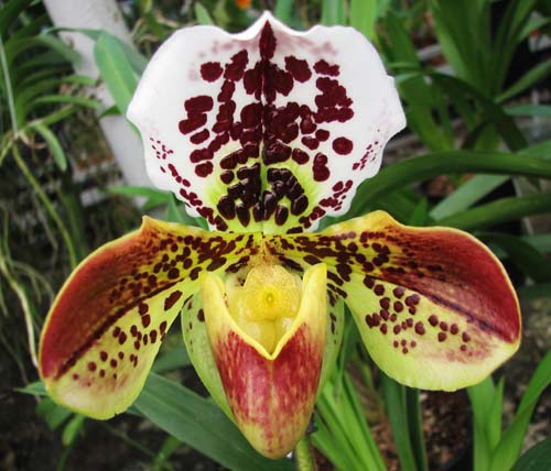 Paphiopedilum Shining World x Small World x Surveyor