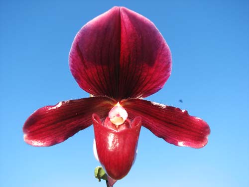 Paphiopedilum Ruby Leopard Vini x charlesworthii
