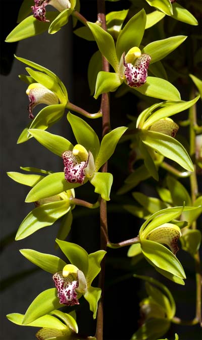 Cymbidium Cliff Hutchings