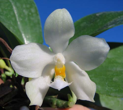 Phalaenopsis micholitzii