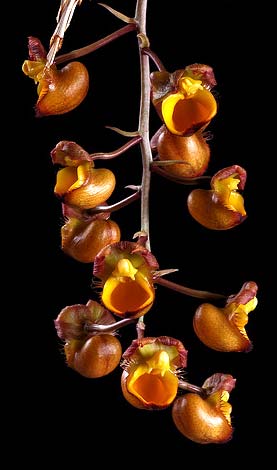 Catasetum longifolium