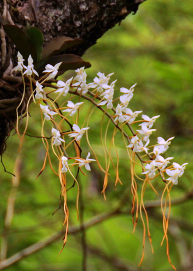 Aerangis verdickii