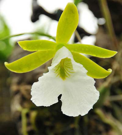 Encyclia mariae x citrina