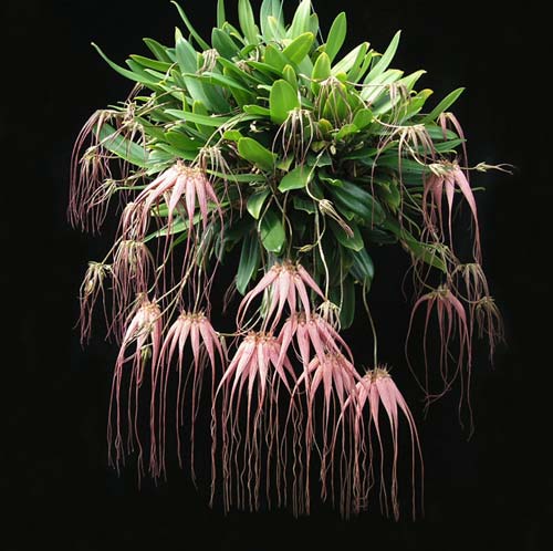 Bulbophyllum Santa Claus