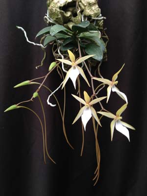 Aerangis fuscata