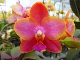 Phalaenopsis Mituo Cake 'M-3'