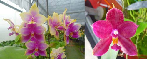 Phalaenopsis Ld Bellina Eagle x Prima