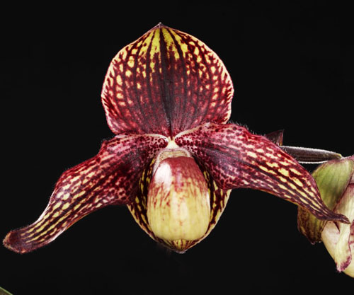 Paphiopedilum Hsinying Antrix (S Gratrix x anitum)