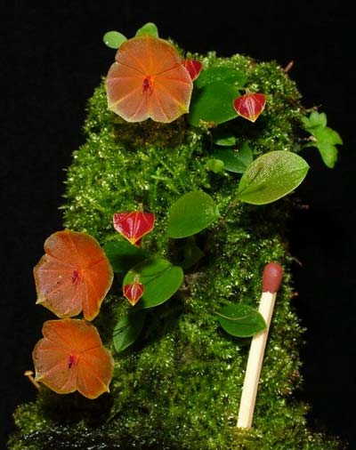 Lepanthes telipogoniflora