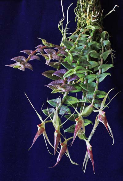 Epidendrum escobarianum