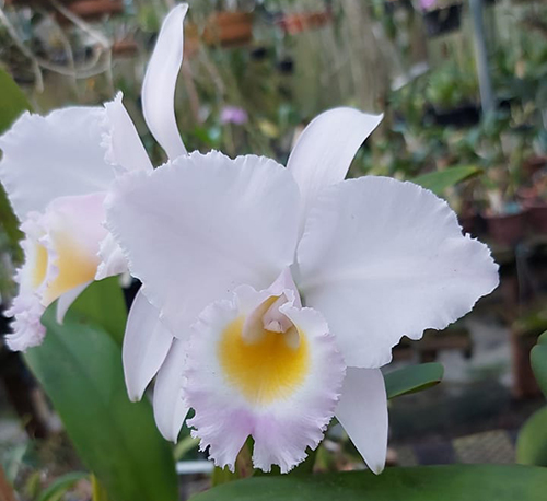 Cattleya trianae concolor x sib