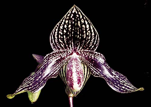 Paphiopedilum (Lady Isabel x godefroyae)