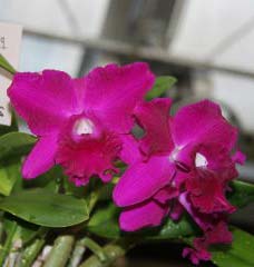 Potinara Ruby Ace 'Abe' (Lc. Mini Purple x Pot. Waianae Comet)