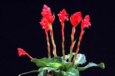 Stenorrhynchos speciosus