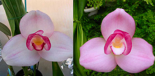 Lycaste Momo (Mrs. Eiko x Shoalhaven 'Kyoto')