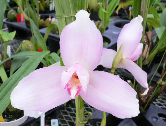 Lycaste Sunray (virginalis 'Pink Labrynth' x Shoalhaven 'Kobe')