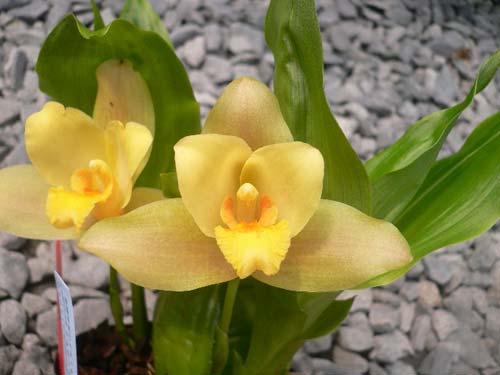 Lycaste Muscat (luminosa 'Fragrance' x Rosamond)