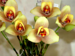 Lycaste Miyabi (Mem Kageyuki Mito 'Yellow Fantasy' x Shoalhaven Kyoto')