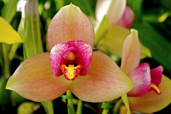 Lycaste Muromachi (Auburn 'Dichling' x Mem Kageyuki Mito 'Kaiho')