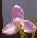 Lycaste John Ezzy 'Pink Star' x Mrs Eiko 'Sakura'