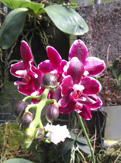 Phalaenopsis Golden peoker x gigantea 'All Black'